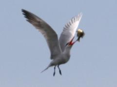 (Caspian Tern) Bluegill flip