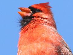 (Northern Cardinal) male singing