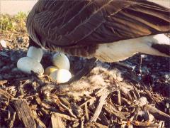(Canada Goose) female turning eggs