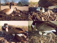 (Canada Goose) nest