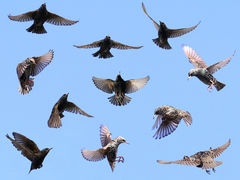 (European Starling) flocking
