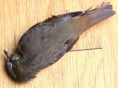 (Hermit Thrush) window kill dorsal