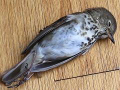 (Hermit Thrush) window kill ventral