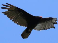 (Turkey Vulture) soars