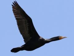 (Double-crested Cormorant) flapping