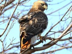 (Red-tailed Hawk) perching rear