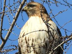 (Red-tailed Hawk) perching front on Siberian Elm