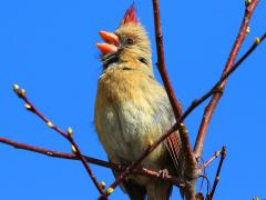 (Northern Cardinal) female singing
