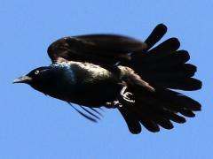 (Common Grackle) male flying