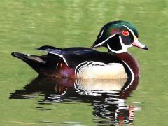 (Wood Duck) male swims
