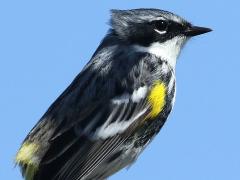 (Yellow-rumped Warbler) male profile