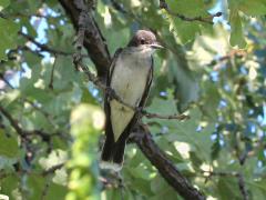 (Eastern Kingbird) on Bur Oak