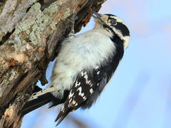 (Downy Woodpecker) female catching grubs