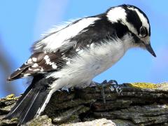 (Downy Woodpecker) female standing