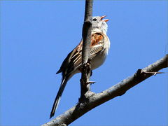 (Field Sparrow) sings