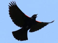 (Red-winged Blackbird) male cruising call