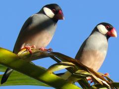 (Java Sparrow) pair
