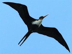 (Great Frigatebird) female hovering