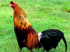 (Domestic Chicken) male crowing