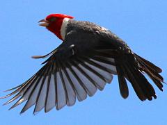 (Red-crested Cardinal) flying
