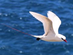 (Red-tailed Tropicbird) flapping