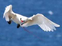 (Red-tailed Tropicbird) flying frontal