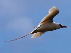 (Red-tailed Tropicbird) flying rear