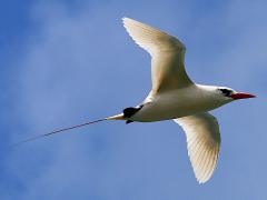 (Red-tailed Tropicbird) flying smooth