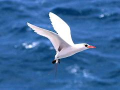 (Red-tailed Tropicbird) hovering flying backwards