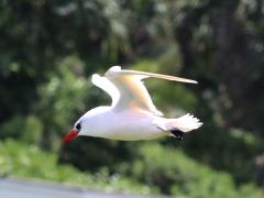 (Red-tailed Tropicbird) tailless