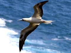 (Red-footed Booby) flying over water