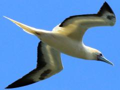 (Red-footed Booby) flying ventral