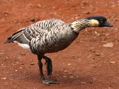 (Hawaiian Goose) walking