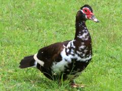 (Domestic Muscovy Duck) standing
