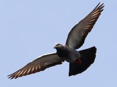 (Feral Pigeon) gliding