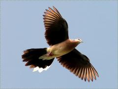 (Spotted Dove) flying