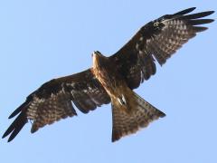 (Black Kite) soaring