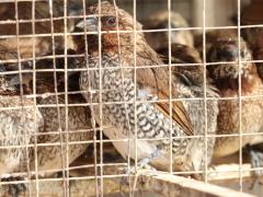 (Scaly-breasted Munia) caged