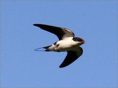 (Wire-tailed Swallow) flies