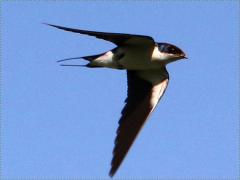 (Wire-tailed Swallow) flying downstroke