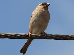 (House Sparrow) female perching
