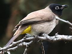 (White-spectacled Bulbul) sings