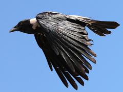 (Hooded Crow) liftoff