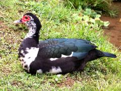 (Domestic Muscovy Duck) sitting