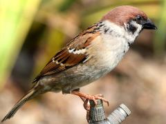 (Eurasian Tree Sparrow) saturatus lateral