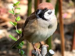 (Eurasian Tree Sparrow) saturatus perching