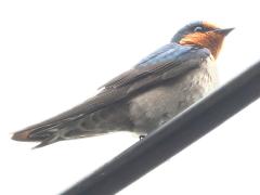 (Pacific Swallow) perching