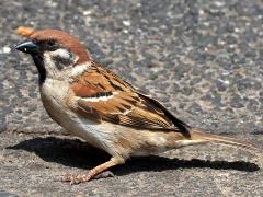 (Eurasian Tree Sparrow) profile
