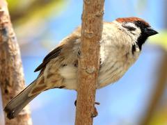 (Eurasian Tree Sparrow) saturatus perching