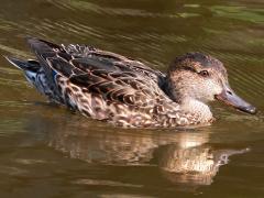 (Eurasian Green-winged Teal) female profile